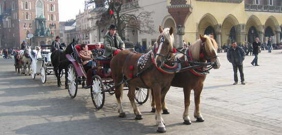 Hestedrosje, Krakow Hestedrosje, Krakow